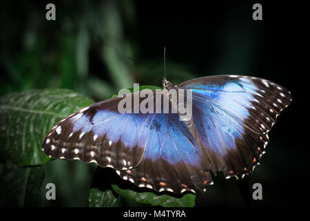 Schmetterling Morpho peleides auf Blatt Stockfoto