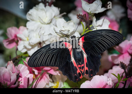 Schmetterling Papilio anchisiades auf Farben Stockfoto