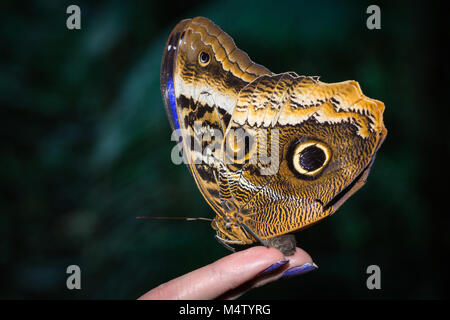 Schmetterling Morpho peleides an Hand Finger Stockfoto