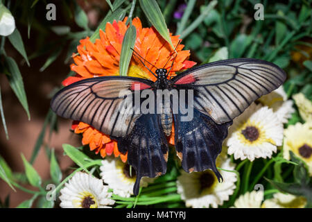 Schmetterling Papilio maackii Menetries auf Farben Stockfoto