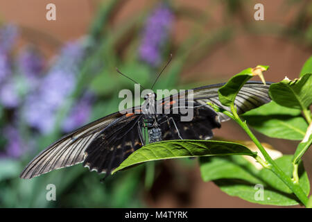 Schmetterling Papilio maackii Menetries auf Blatt Stockfoto