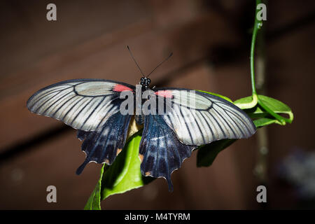 Schmetterling Papilio maackii Menetries auf Blatt Stockfoto