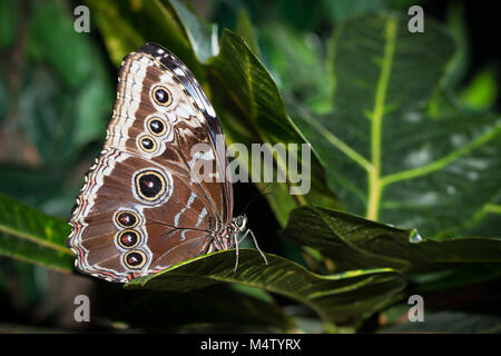 Schmetterling Morpho peleides auf Blatt Stockfoto