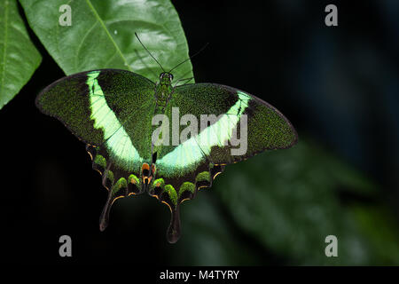 Schmetterling Papilio Palinurus-arten auf Blatt Stockfoto