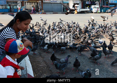 Überqueren von Straßen mit Tauben in Yangon, Myanmar, Birma fliegen Stockfoto