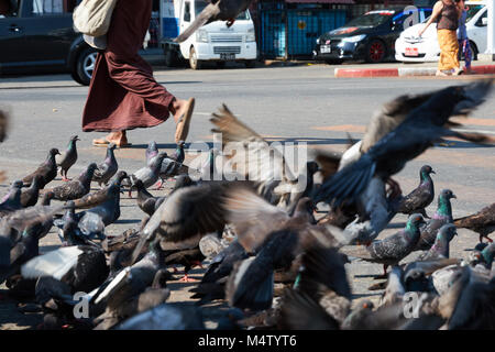 Überqueren von Straßen mit Tauben in Yangon, Myanmar, Birma fliegen Stockfoto