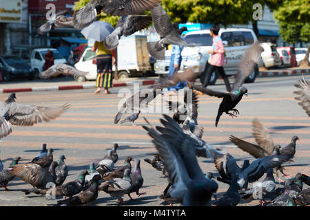 Überqueren von Straßen mit Tauben in Yangon, Myanmar, Birma fliegen Stockfoto