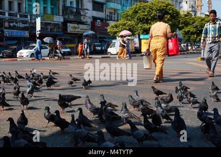 Überqueren von Straßen mit Tauben in Yangon, Myanmar, Birma fliegen Stockfoto