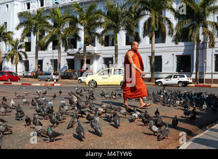 Überqueren von Straßen mit Tauben in Yangon, Myanmar, Birma fliegen Stockfoto