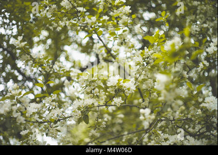 Baum brunch mit weißen Frühling Blüten. Apple tree Stockfoto