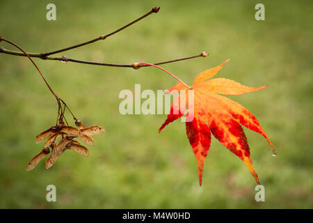 Die Verheißung des neuen Lebens Stockfoto