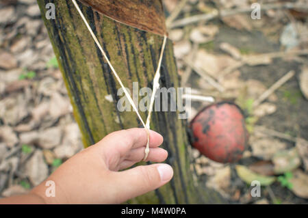 Gummibaum Plantage. Nahaufnahme der Hand ziehen die trockene String aus Latex tropft durch die Kürzungen. Nord Sumatra, Indonesien Stockfoto