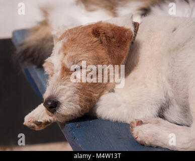 Ein verschläffter älterer Terrier-Hund mit Schildpatt und weißer Katze liegt Hinten auf einer alten blau bemalten Gartenbank Stockfoto