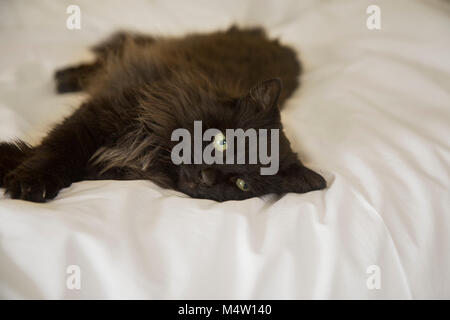 Langhaarige schwarze Katze liegend auf einer weißen Bettdecke auf einem Bett. Stockfoto