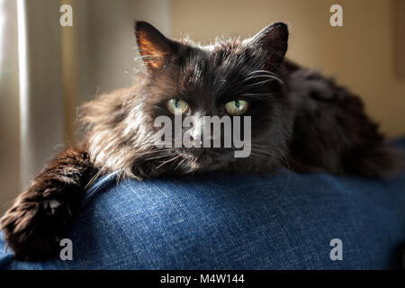 Langhaarige schwarze Katze liegend auf dem Rücken der blauen Stoff Sofa. Stockfoto