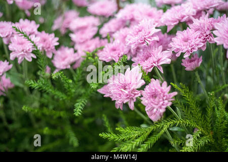 Schöne rosa Gerbera Blumen im Garten Stockfoto