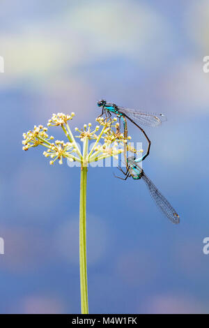 Gemeinsame Blau Damselflies Tandem/Paarung in der Nähe von einem Teich mit selektiven Fokus in ein vertikales Format - auch bekannt als zivile Blau Damselflies Stockfoto