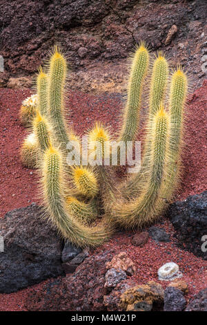 Kakteen in der Kaktus Garten, Lanzarote, Kanarische Inseln, Spanien Stockfoto