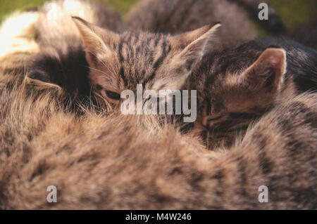 Kätzchen wird Milch aus einer Katze saugen Stockfoto