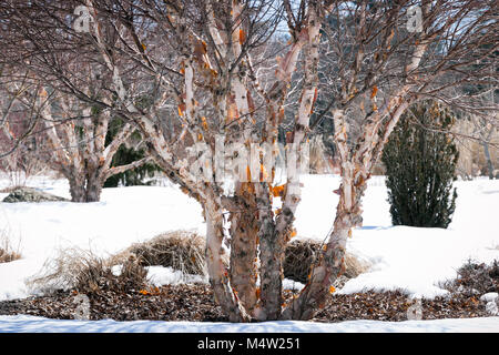 Ein fluss Birke oder rote Birke, Betula nigra, mit Peeling, Rinde, im Winter Stockfoto
