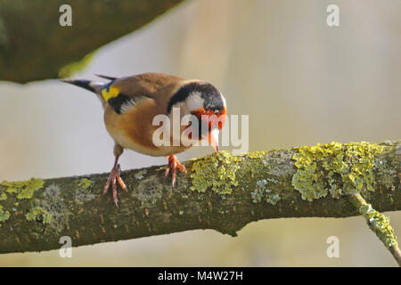 Eurasischen Stieglitz (Carduelis carduelis) auf einem Zweig, Finchampstead, Großbritannien thront. Stockfoto