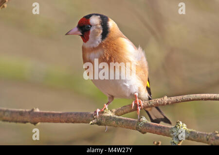 Eurasischen Stieglitz (Carduelis carduelis) auf einem Zweig, Finchampstead, Großbritannien thront. Stockfoto