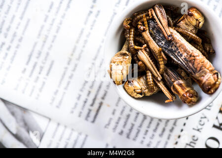 Gebratene genießbare Würmer, alternative Proteine Quelle essen. Stockfoto