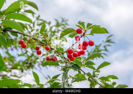 Reife, rote Kirschen hängen von einem Kirschbaum Zweig. Lebendige, natürliche Farben. Stockfoto