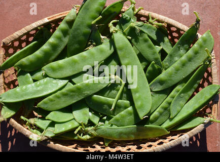 Pisum sativum var. saccharatum, auch als mangetout oder Schnee Erbsen bekannt Stockfoto