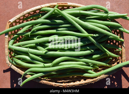 Frisch gepflückte grüne Bohnen in einem Korb Stockfoto