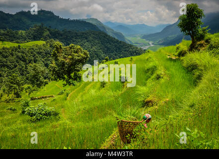 Eine Frau sammeln Gras Vieh auf terrassierten Feldern in Berge Annapurna in Nepal zu füttern. Stockfoto