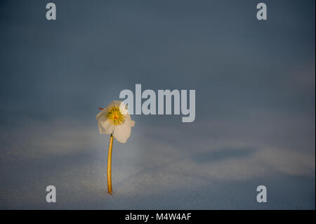 Helleborus Blume im Schnee gelegen Stockfoto