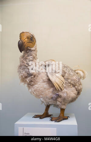 Modell der ausgestorbenen dodo Vogel im Natural History Museum London Stockfoto