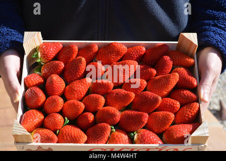 Frau mit einer Kiste voller saftig, reife, rote Erdbeeren, mittleren Abschnitt anzeigen Stockfoto
