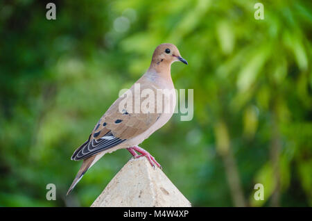 Der Karibik Taube (Zenaida macroura macroura - Linnaeus, 1758) - West Indian Rennen. St. Barths Stockfoto