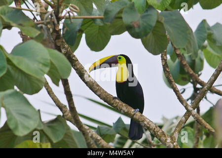 Chestnut Mandibled Toucan (Ramphastos swainsonii) in einem Baum in der Drake Bay zu sitzen, auf der Halbinsel Osa im Süden von Costa Rica Stockfoto