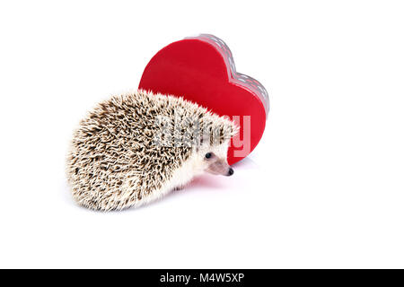 Igel mit roter Geschenkbox in Herzform auf weißem Hintergrund. Stockfoto