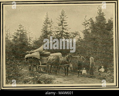 In pine-tree Dschungel; eine Hand-Buch für Sportler und Camper in der großen Maine Woods' (1902) Stockfoto
