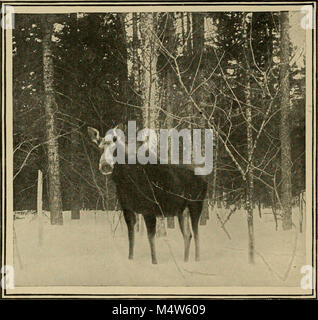 In pine-tree Dschungel; eine Hand-Buch für Sportler und Camper in der großen Maine Woods' (1902) Stockfoto