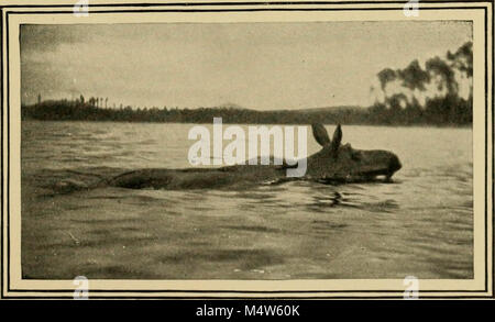 In pine-tree Dschungel; eine Hand-Buch für Sportler und Camper in der großen Maine Woods' (1902) Stockfoto