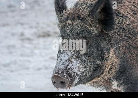 Wilden schwarzen Eber mit schneebedeckten Schnauze freuen uns für den Frühling. Stockfoto