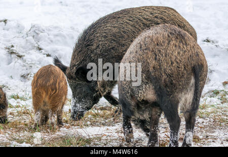 Schwarzer Eber Family Dining im Schnee bei Omega Park in Montebello, Quebec, Kanada. Stockfoto