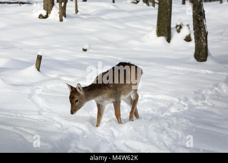 Sehr junges Damwild Wandern im Schnee An einem Verschneiten sonnigen Tag. Stockfoto