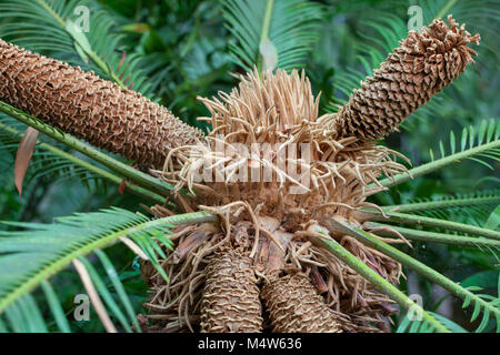 Japanische sago Palm, Japansk kottepalm (Cycas Revoluta) Stockfoto