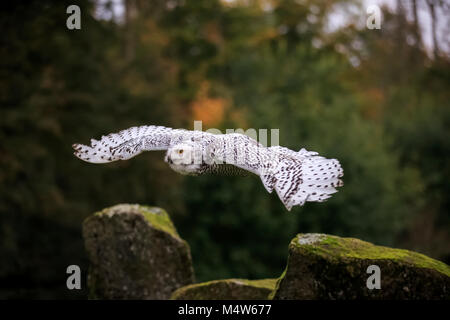 Schnee-eule (Nyctea scandiaca), erwachsenen Fliegen, Captive, Deutschland Stockfoto