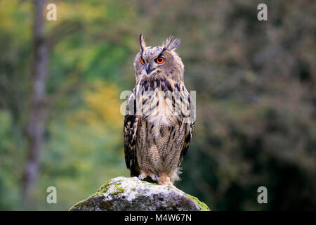 Eurasischen Uhu (Bubo bubo), Erwachsener, sitzt auf Felsen, Captive, Deutschland Stockfoto