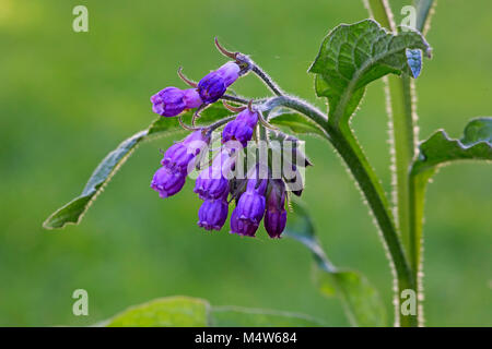 Gemeinsame Beinwell (Symphytum officinale), Blume, Blüte, Deutschland Stockfoto