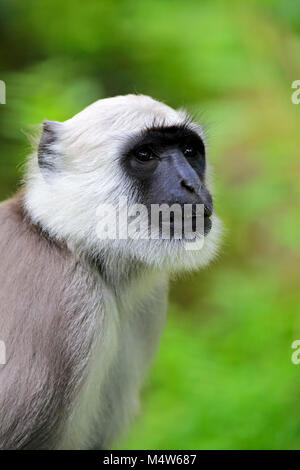 Northern Plains grau Langur (Semnopithecus Entellus), Erwachsener, Tier Portrait, wachsam, Captive Stockfoto