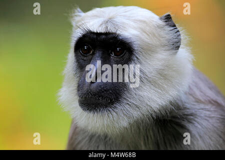 Northern Plains grau Langur (Semnopithecus Entellus), Erwachsener, Tier Portrait, wachsam, Captive Stockfoto