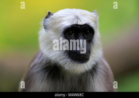 Northern Plains grau Langur (Semnopithecus Entellus), Erwachsener, Tier Portrait, wachsam, Captive Stockfoto